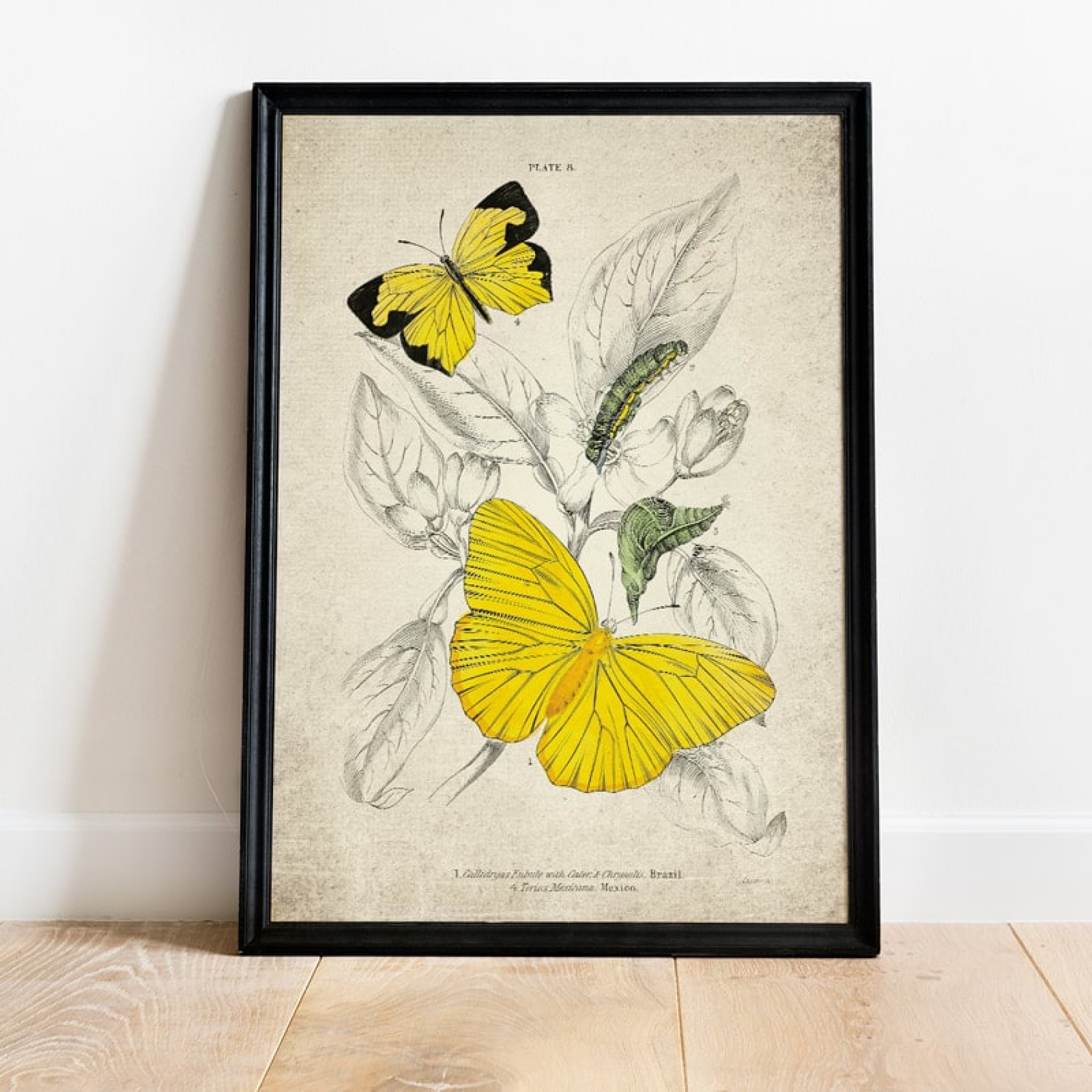 Vintage Entomology Giclee Print (Callidryas eubule 1835)