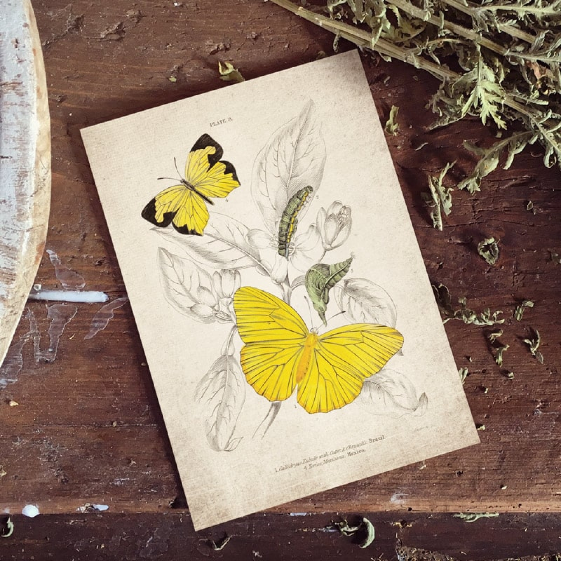 Vintage Entomology Giclee Print (Callidryas eubule 1835)