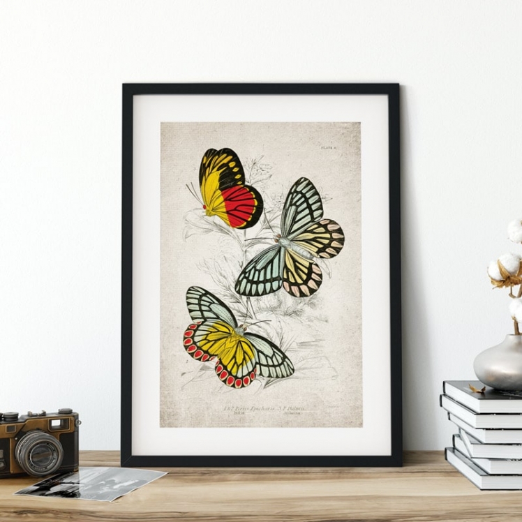 Vintage Entomology Giclee Print (Piers Epicharis 1835) Vintage Entomology Giclee Print (Piers Epicharis 1835)