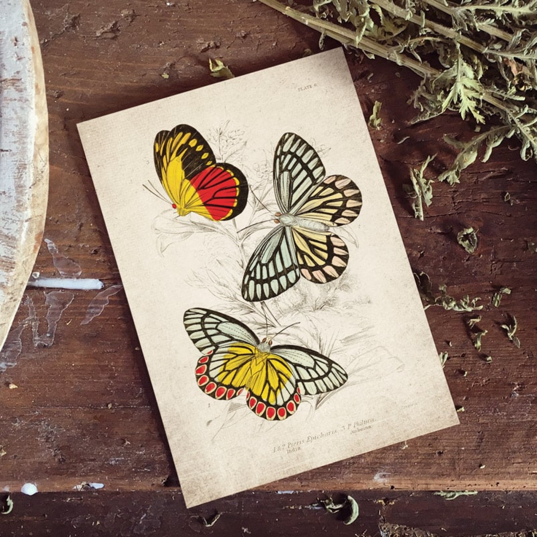 Minibeast Vintage Entomology Giclee Print (Piers Epicharis 1835)