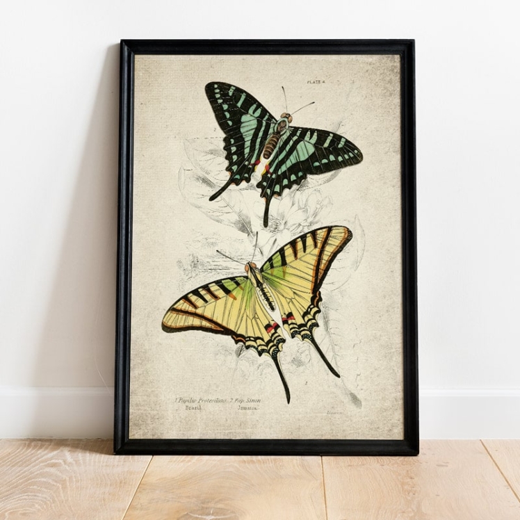Vintage Entomology Giclee Print (Papilio Protesilaus 1835)