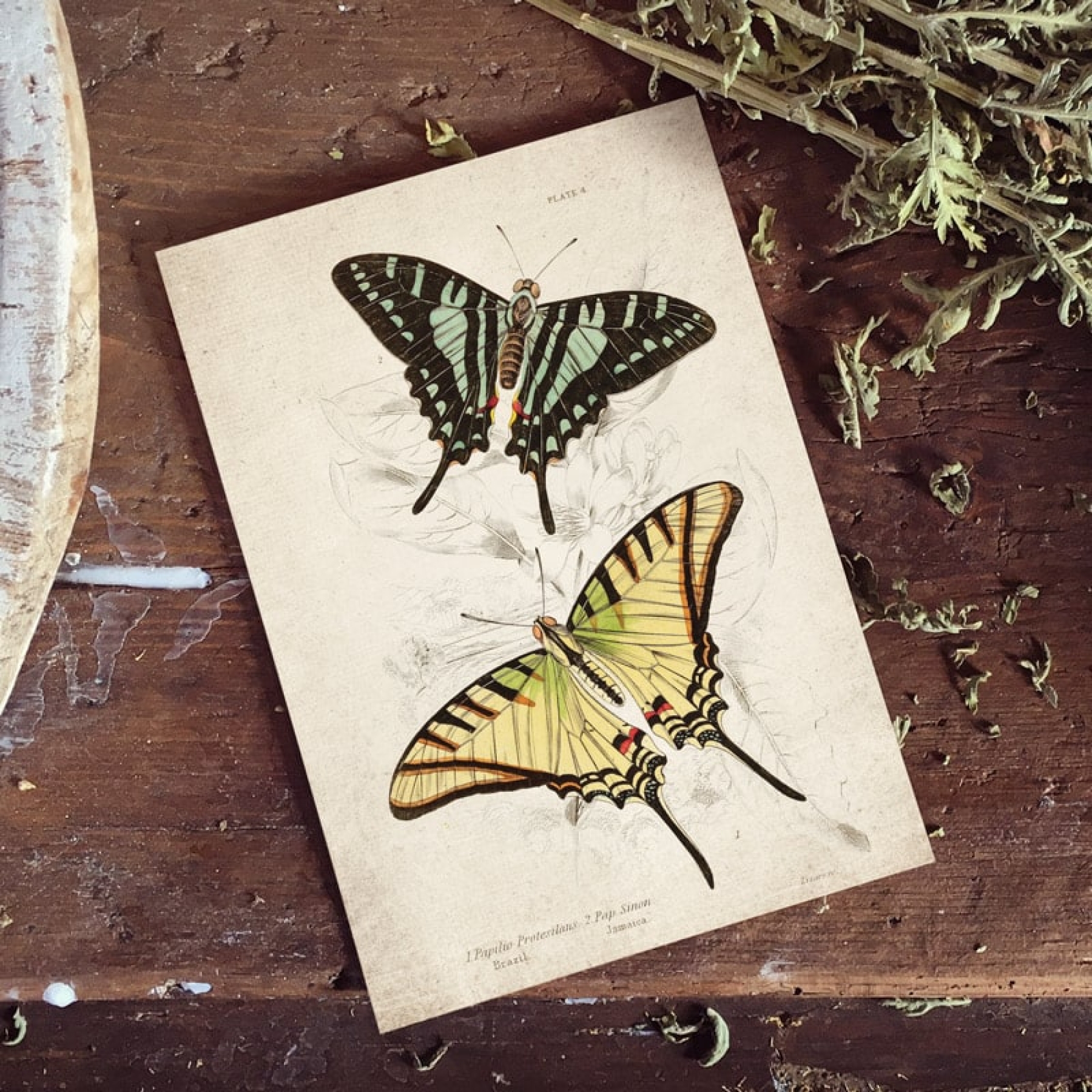 Vintage Entomology Giclee Print (Papilio Protesilaus 1835) Vintage Entomology Giclee Print (Papilio Protesilaus 1835)