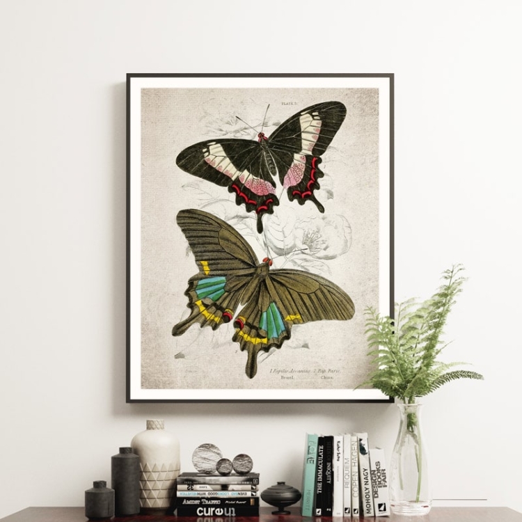 Vintage Entomology Giclee Print (Papilio ascanius 1835)