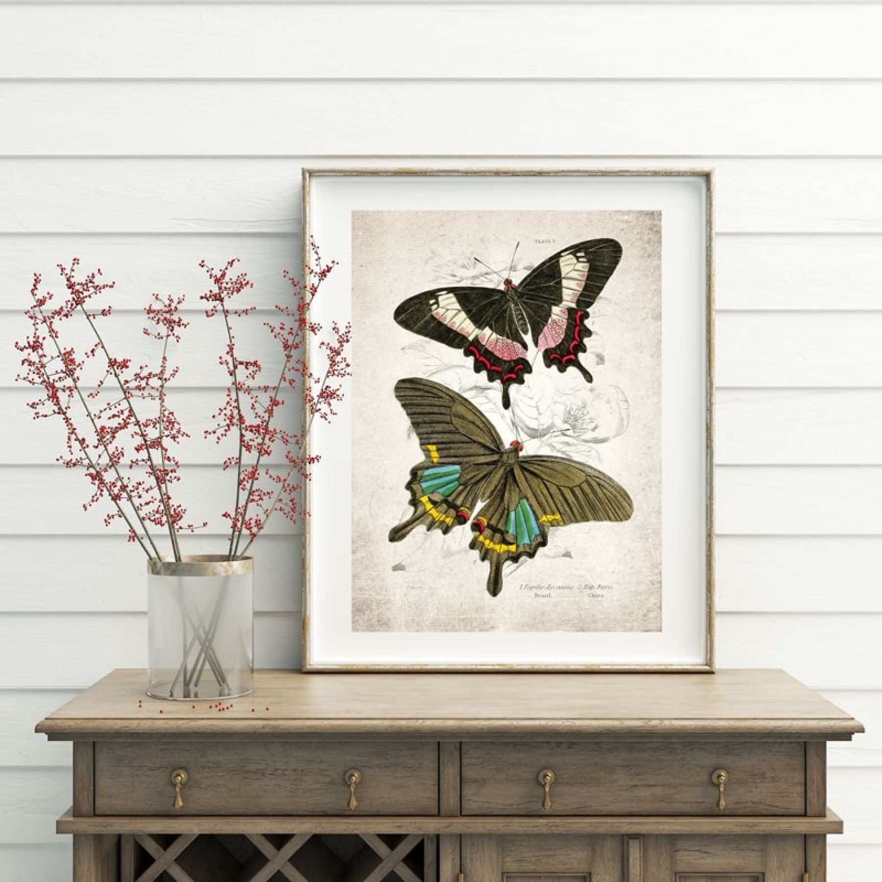 Vintage Entomology Giclee Print (Papilio ascanius 1835)
