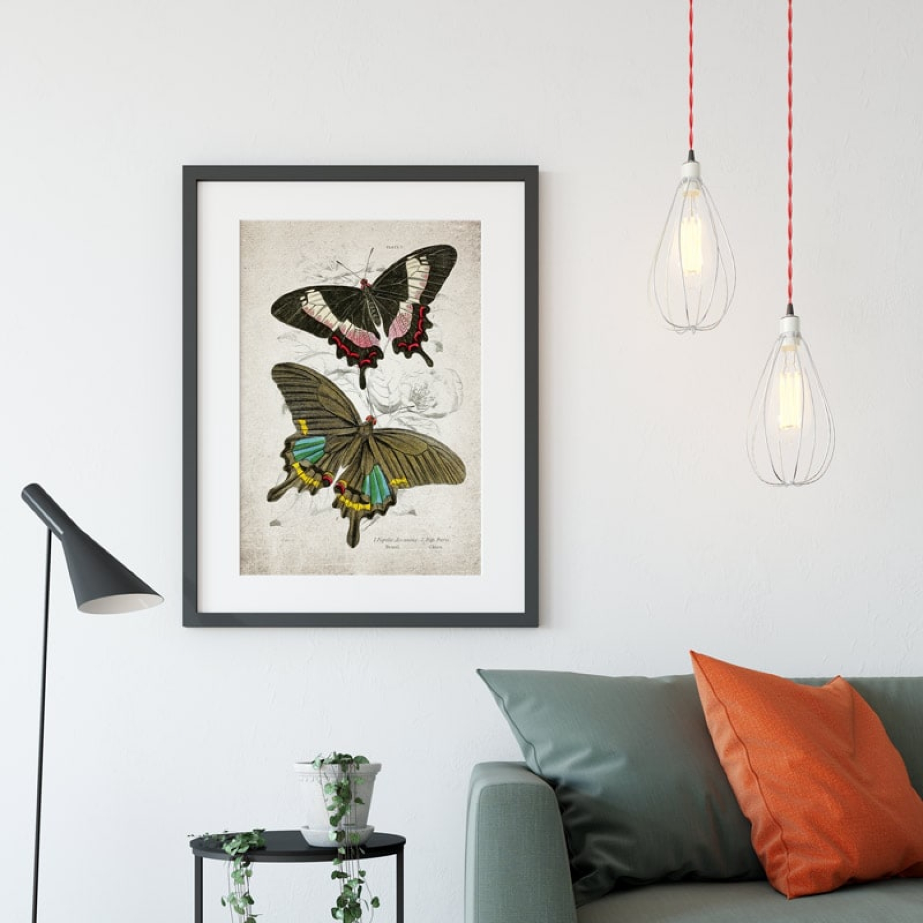 Vintage Entomology Giclee Print (Papilio ascanius 1835)
