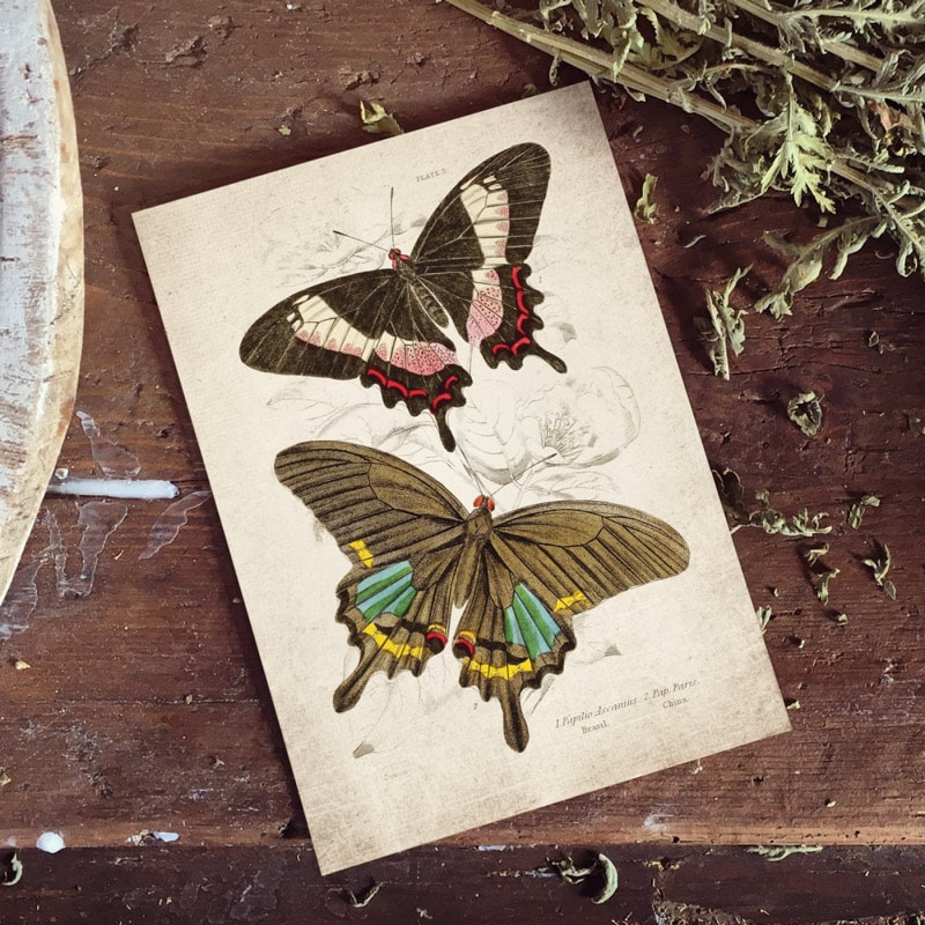 Vintage Entomology Giclee Print (Papilio ascanius 1835)