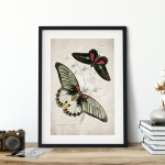 Minibeast Vintage Entomology Giclee Print (Papilio memnon 1835)