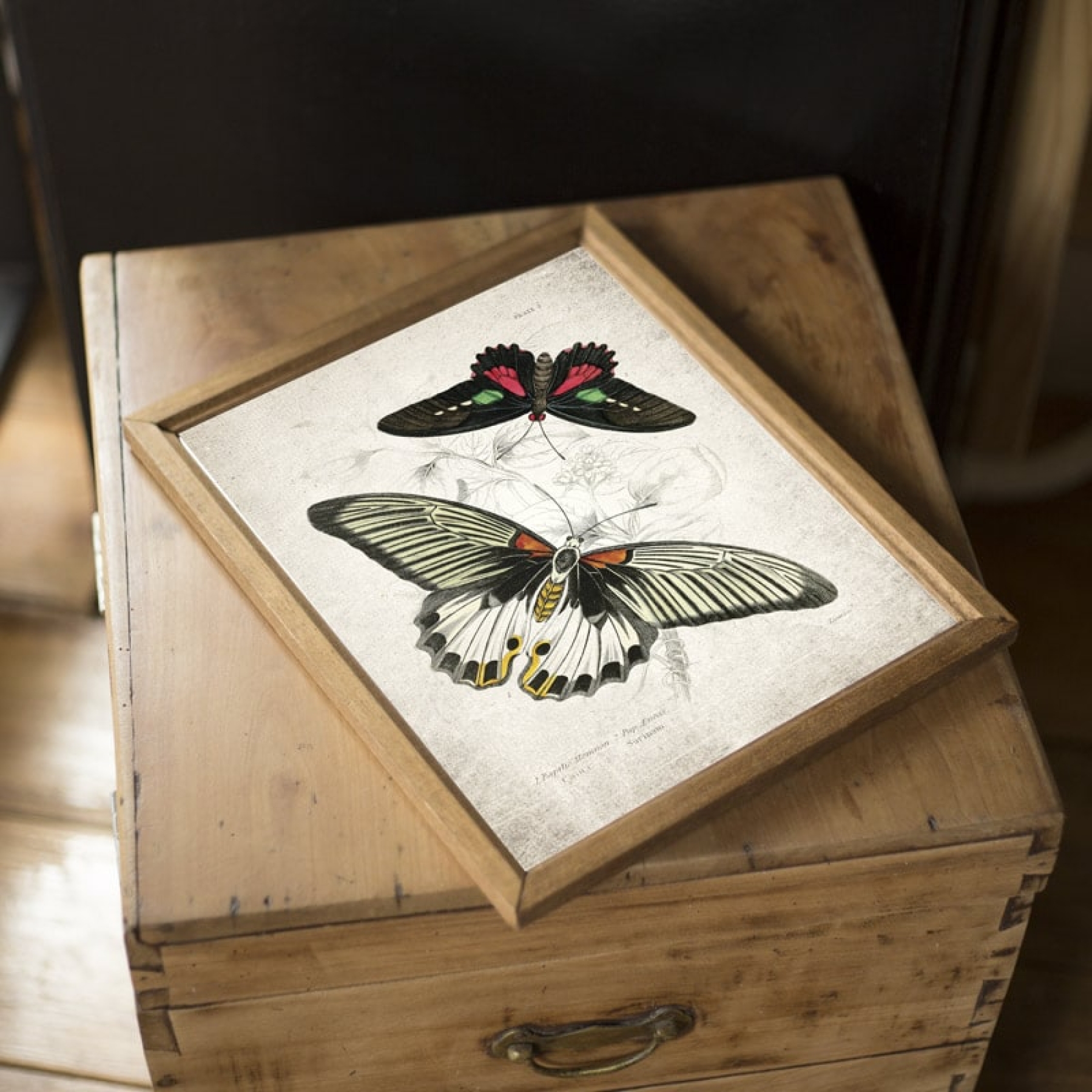 Vintage Entomology Giclee Print (Papilio memnon 1835)