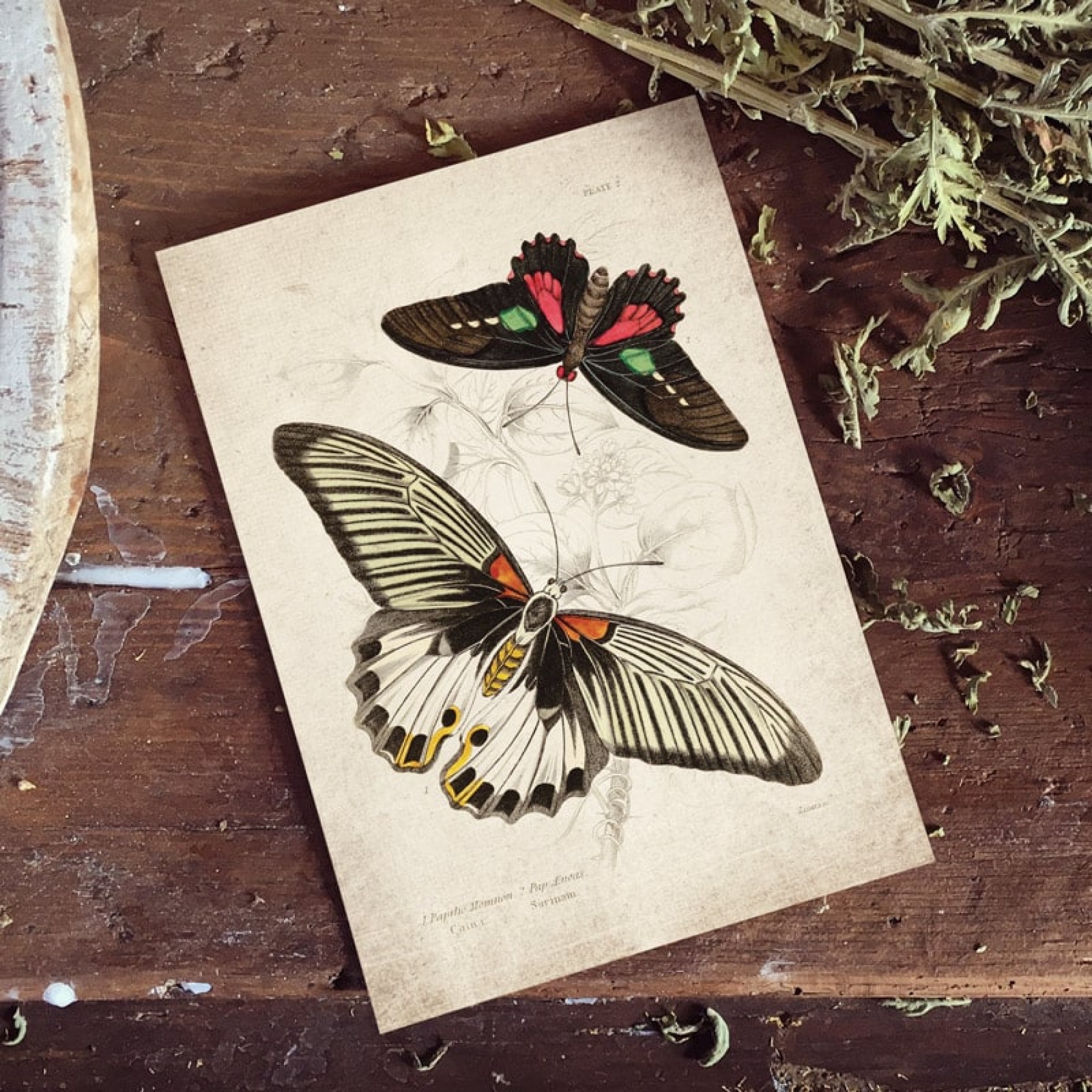 Vintage Entomology Giclee Print (Papilio memnon 1835)