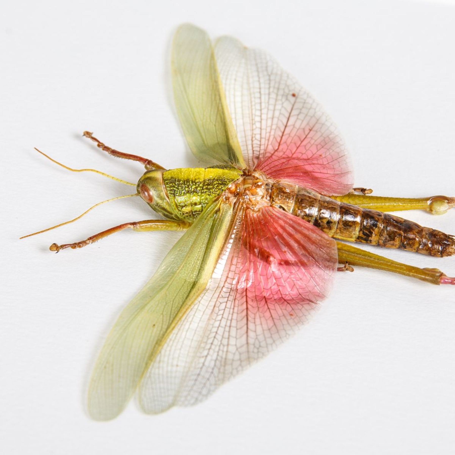 Chondracris rosea In Box Frame from Thailand Chondracris rosea In Box Frame from Thailand