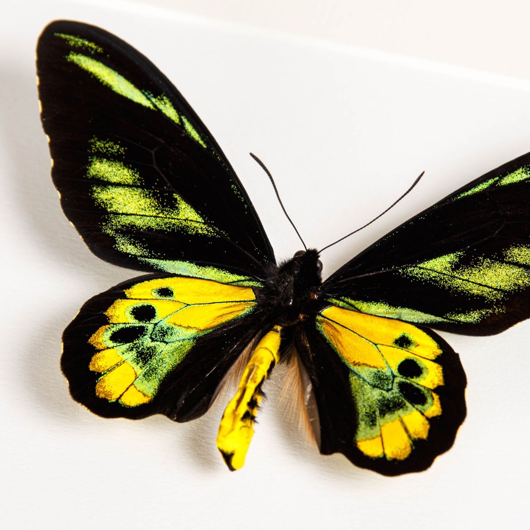 Rothschild's Birdwing In Box Frame (Ornithoptera rothschildi)