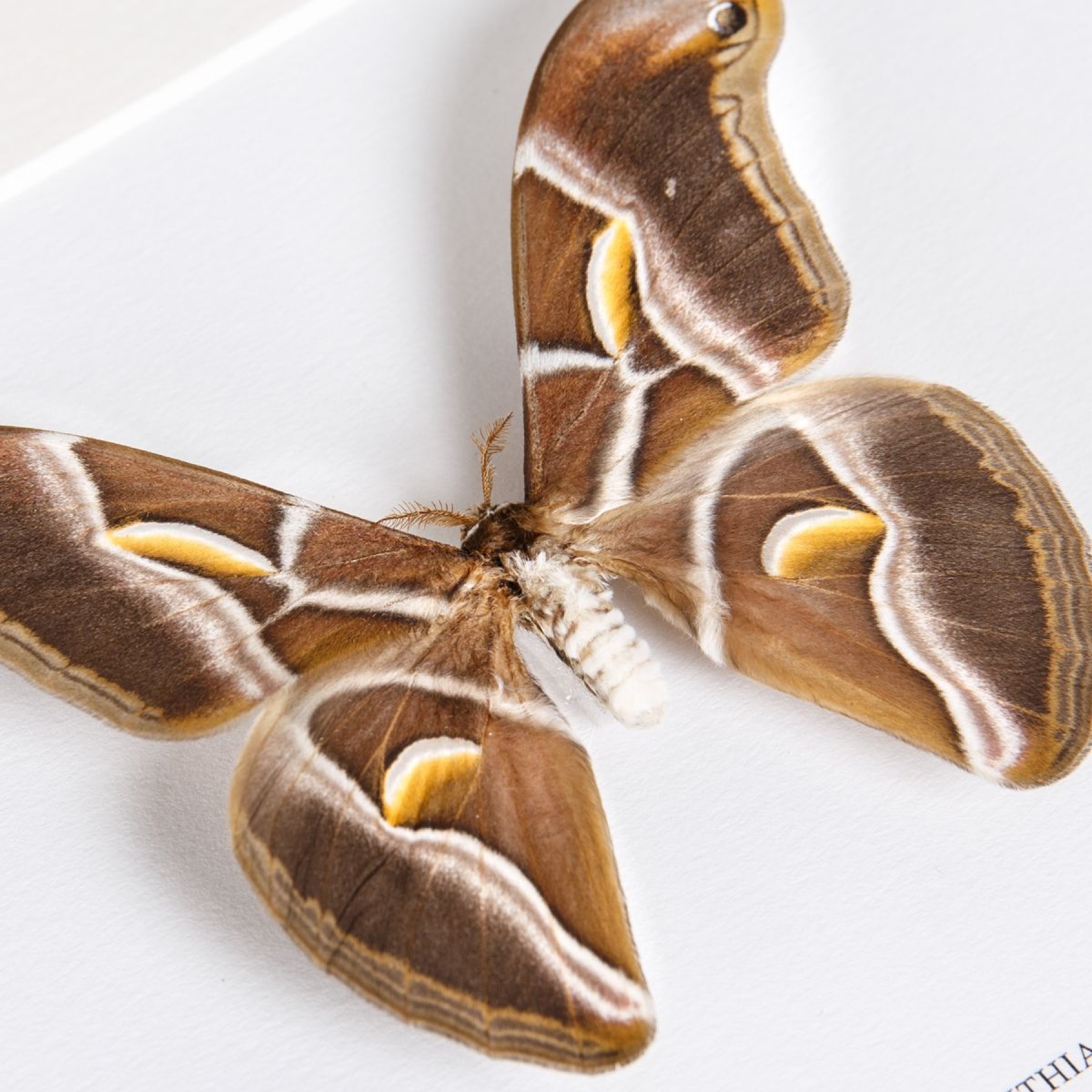 Minibeast Ailanthus Silkmoth In Box Frame (Samia cynthia)