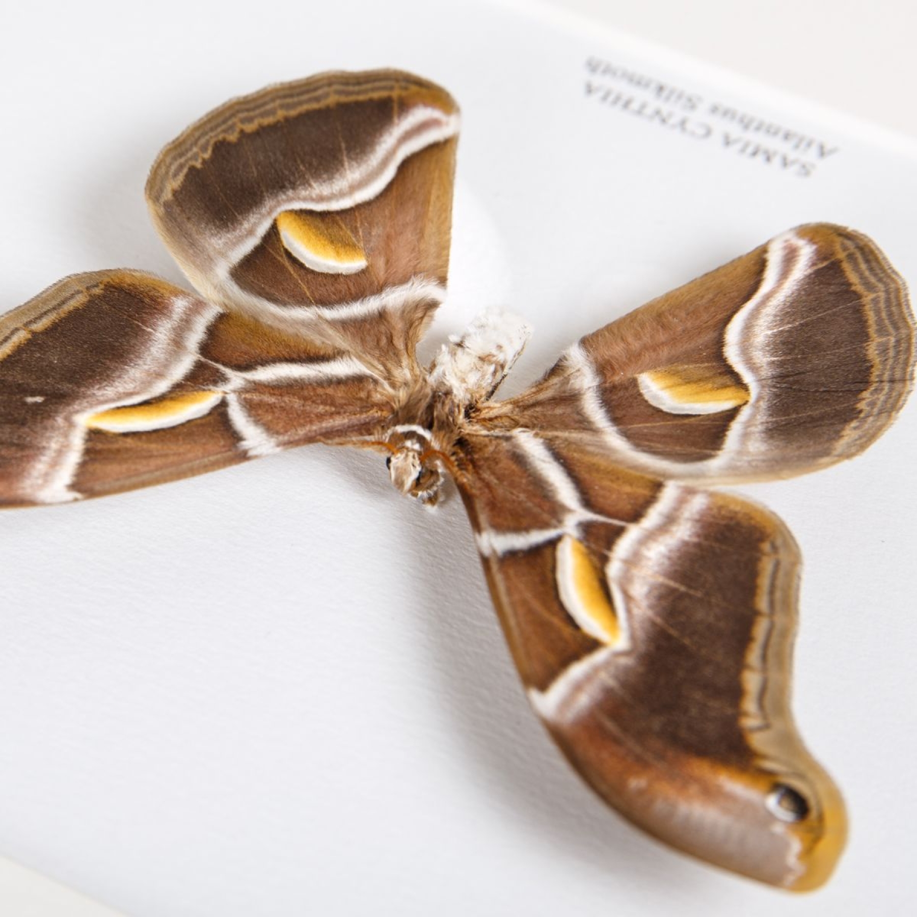 Minibeast Ailanthus Silkmoth In Box Frame (Samia cynthia)