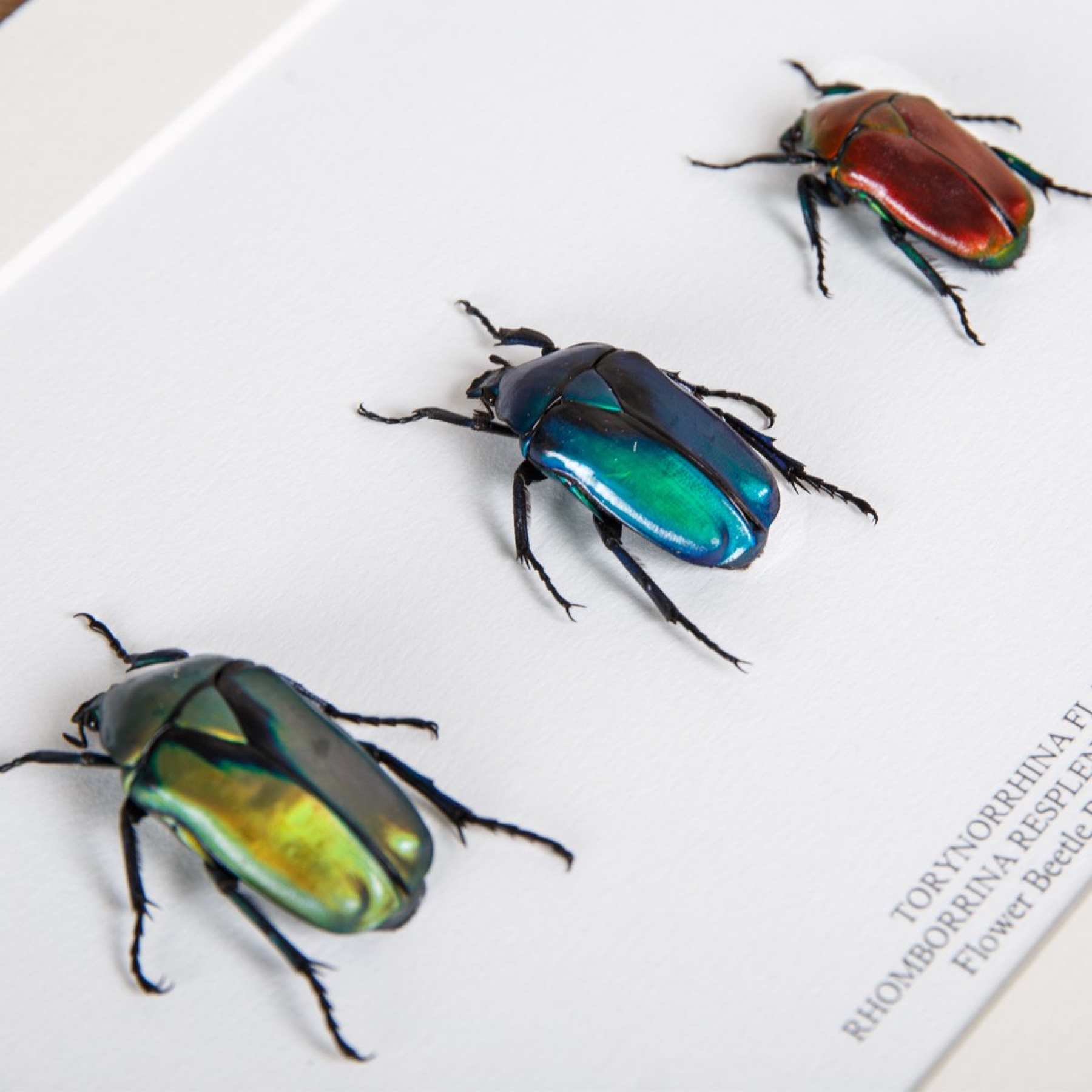 Flower Beetle Rainbow Trio In Box Frame from Thailand