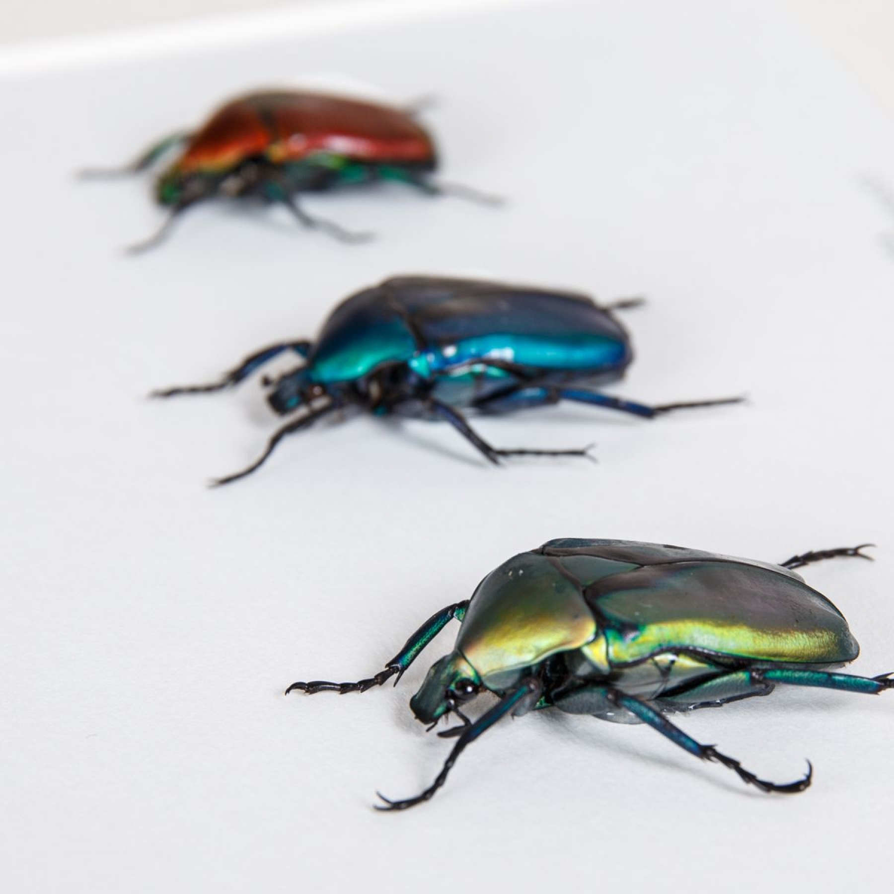 Flower Beetle Rainbow Trio In Box Frame from Thailand