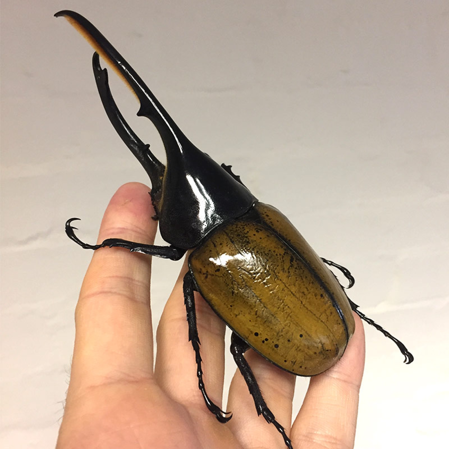 The Hercules Beetle In Box Frame (Dynastes hercules)