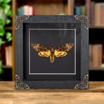 Minibeast Death's Head Hawk Moth Silence of the Lambs In Baroque Style Frame (Acherontia styx)