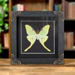 Minibeast The Luna Moth In Baroque Style Frame (Actias luna)