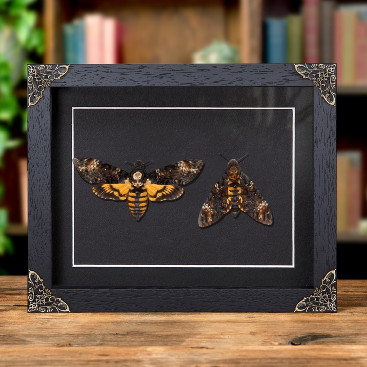 Deaths Head Hawk Moth Pair In Baroque Style Frame (Acherontia atropos) Deaths Head Hawk Moth Pair In Baroque Style Frame (Acherontia atropos)