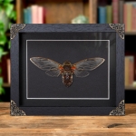 Minibeast Cicada Pomponia In Baroque Style Frame from Thailand