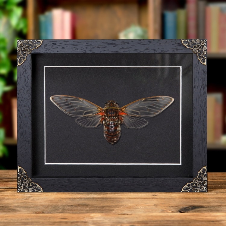 Cicada Pomponia In Baroque Style Frame from Thailand