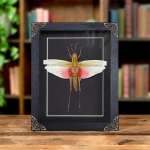 Minibeast Female Chondracris Rosea In Baroque Style Frame from Thailand