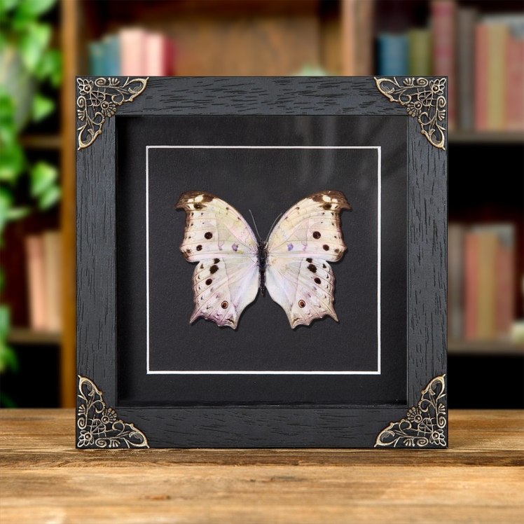 Forest Mother-Of-Pearl Butterfly In Baroque Style Frame (Salamis parhassus)