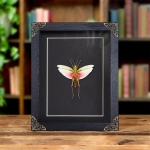 Minibeast Chondracris rosea In Baroque Style Frame from Thailand