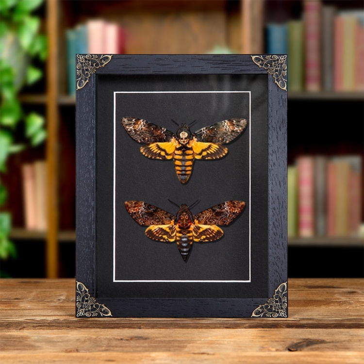 Atropos vs. Lachesis Death's Head Hawk Moth Frame