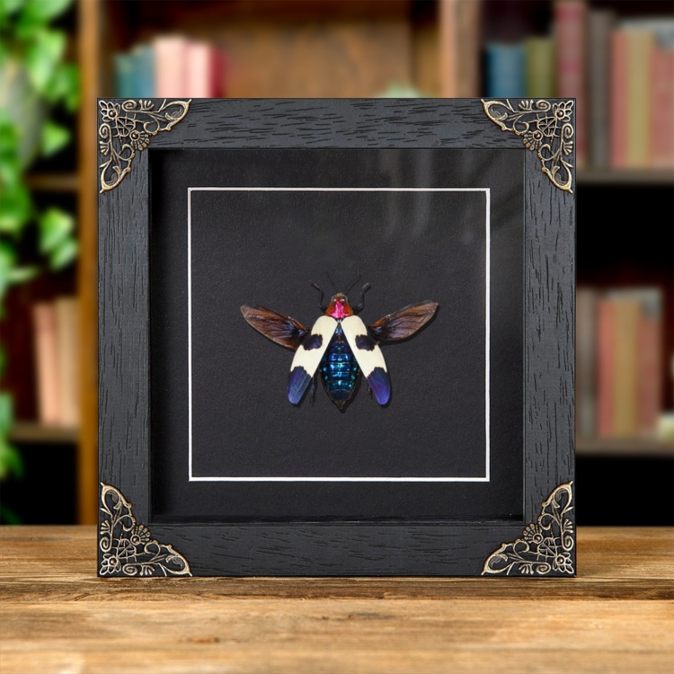 Banded Jewel Beetle In Baroque Style Frame (Chrysochroa buqueti rugicollis)