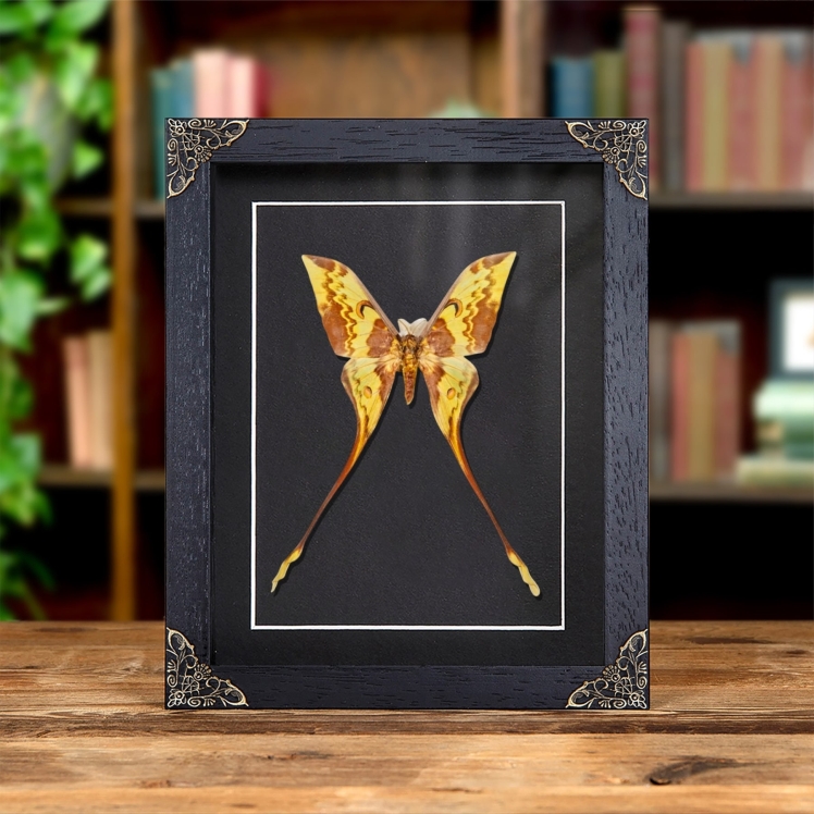 Malaysian Moon Moth In Baroque Style Frame (Actias maenas) Malaysian Moon Moth In Baroque Style Frame (Actias maenas)
