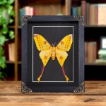 Minibeast Female Comet Moth In Baroque Style Frame (Argema mittrei)