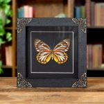 Minibeast Female Delias Butterfly  In Baroque Style Frame from Flores, indonesia (Delias oraia lydia)