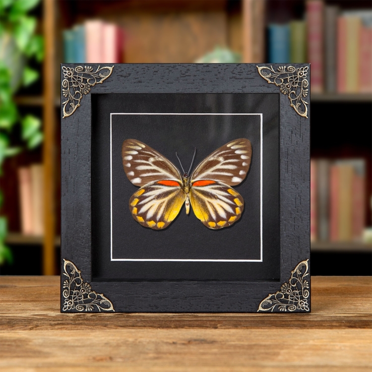 Female Delias Butterfly  In Baroque Style Frame from Flores, indonesia (Delias oraia lydia)