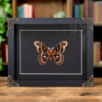 Minibeast RobIn Moth In Baroque Style Frame (Hyalophora cecropia)