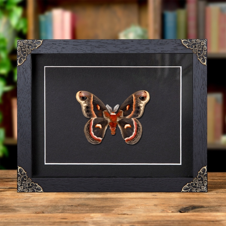 RobIn Moth In Baroque Style Frame (Hyalophora cecropia)