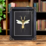 Minibeast The Indochina Mantis In Baroque Style Frame (Hierodula patellifera)