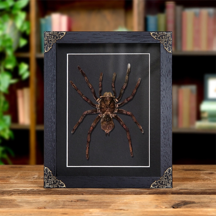 Bird Eating Tarantula In Baroque Style Frame (Pamphobeteus antinous)