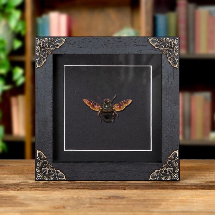 Carpenter Bee In Baroque Style Frame (Xylocopa caerulea)