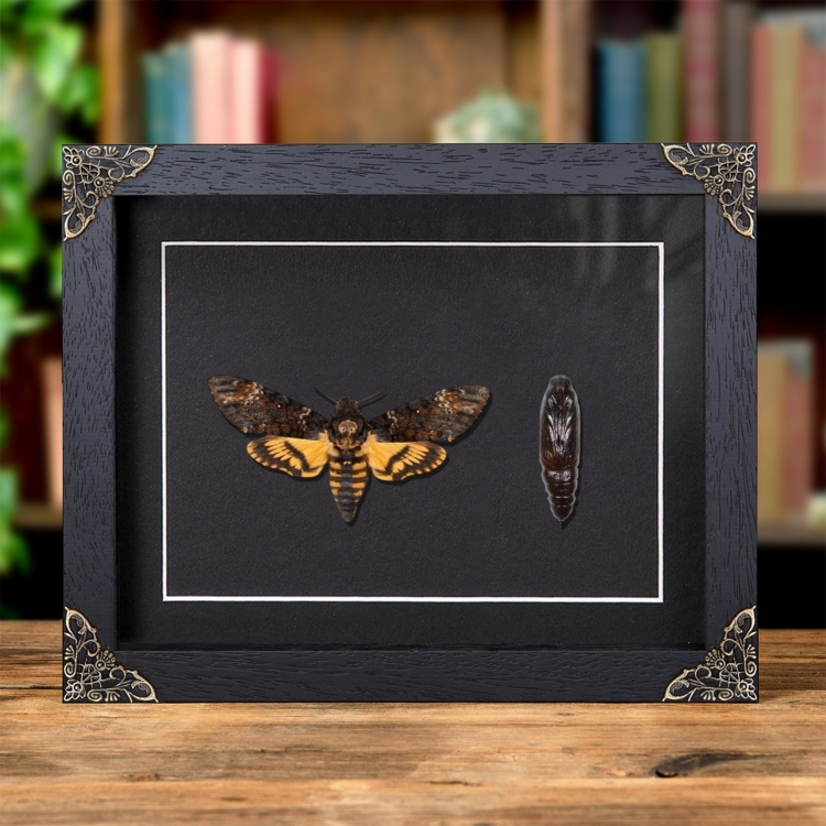 Pupae & Death's Head Hawk Moth In Baroque Style Frame (Acherontia atropos)