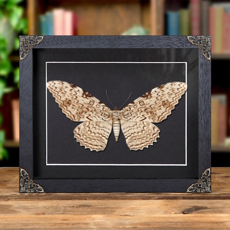 Witch Moth In Baroque Style Frame (Thysania agrippina) Witch Moth In Baroque Style Frame (Thysania agrippina)