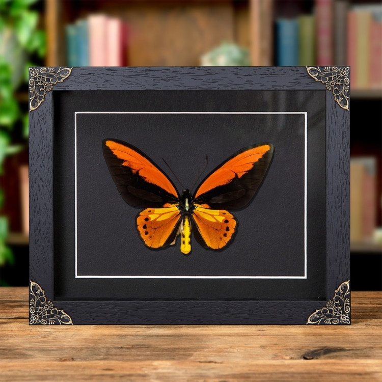 Wallace's Golden Birdwing In Baroque Style Frame (Ornithoptera croesus)