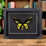 Minibeast Rothschild's Birdwing In Baroque Style Frame (Ornithoptera rothschildi)