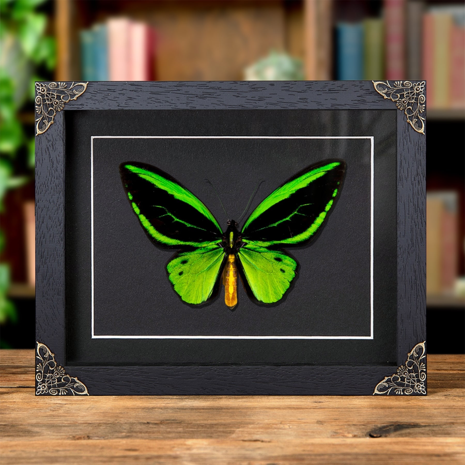 Minibeast Cape York Birdwing In Baroque Style Frame (Ornithoptera priamus)