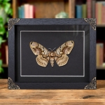 Minibeast Owl Moth In Baroque Style Frame (Brahmaea hearseyi)