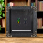 Minibeast Metallic Praying Mantis Pair In Baroque Style Frame (Metallyticus splendidus)