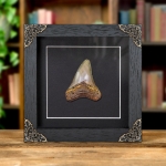 Minibeast 3 Inch Megalodon Shark Tooth Fossil Frame (Carcharodon megalodon)