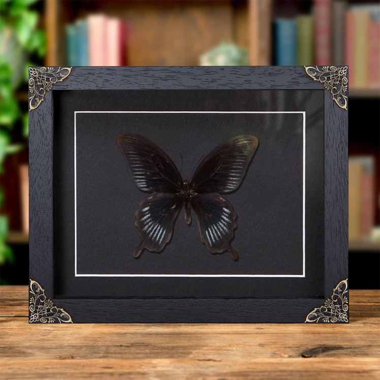 Swallowtail Butterfly In Baroque Style Frame (Papilio deiphobus)