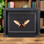 Minibeast Fighting Giant Stag Beetle In Baroque Style Frame (Hexarthrius parryi)
