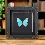 Minibeast Thamyris Morpho Butterfly In Baroque Style Frame (Morpho portis)